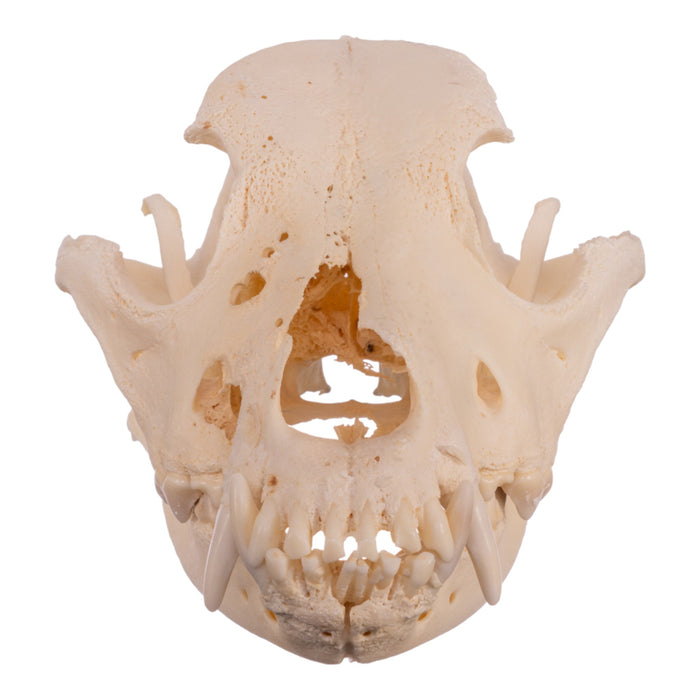 Real Domestic Dog Skull - Pathology