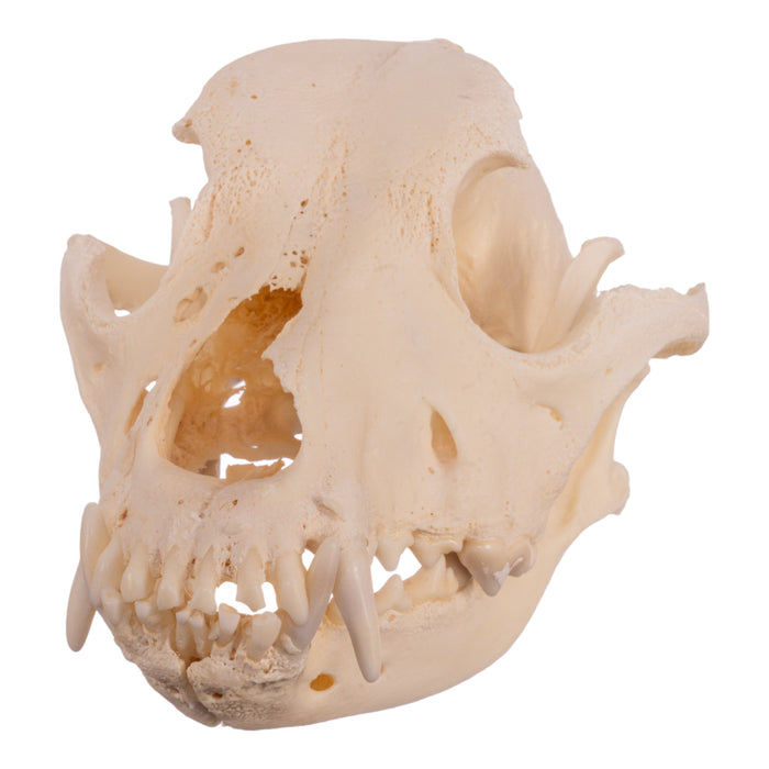 Real Domestic Dog Skull - Pathology