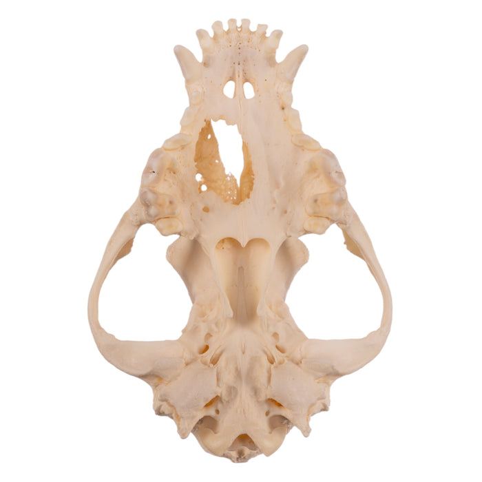 Real Domestic Dog Skull - Pathology