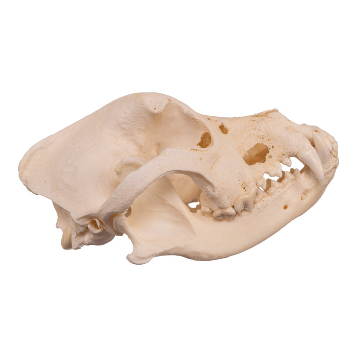 Real Domestic Dog Skull - Pathology