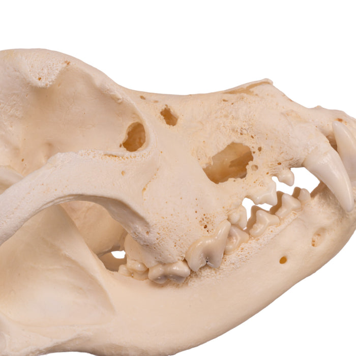 Real Domestic Dog Skull - Pathology