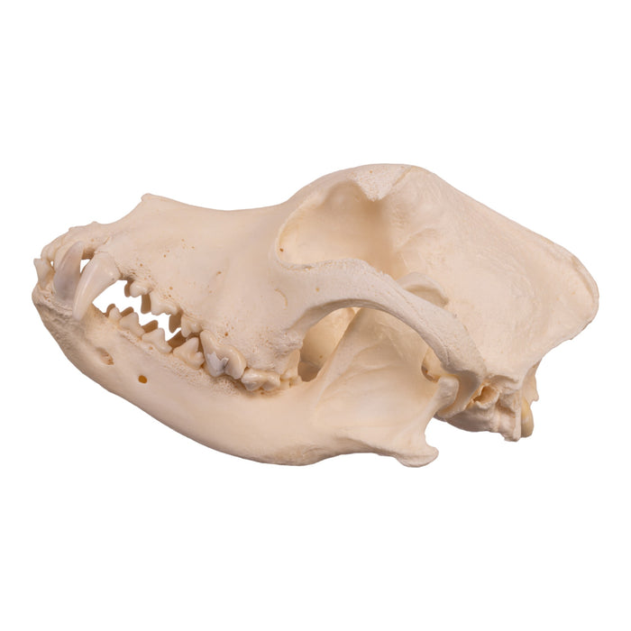 Real Domestic Dog Skull - Pathology