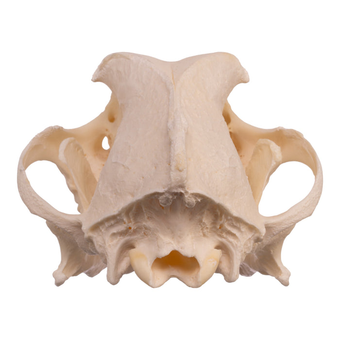 Real Domestic Dog Skull - Pathology