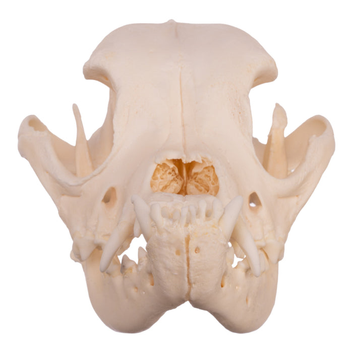 Real Boxer Skull For Sale — Skulls Unlimited International, Inc.