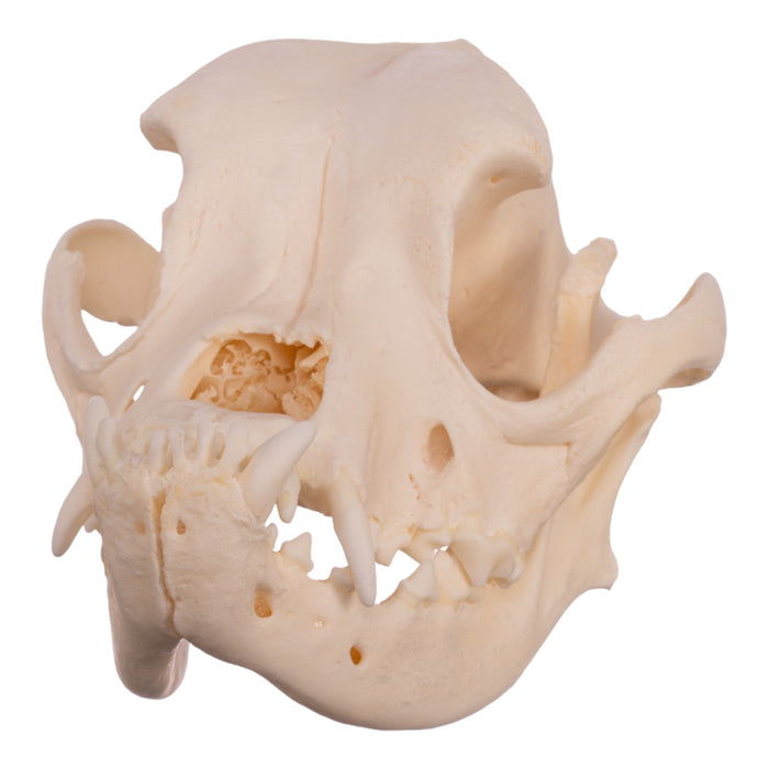 Real Boxer Skull For Sale — Skulls Unlimited International, Inc.