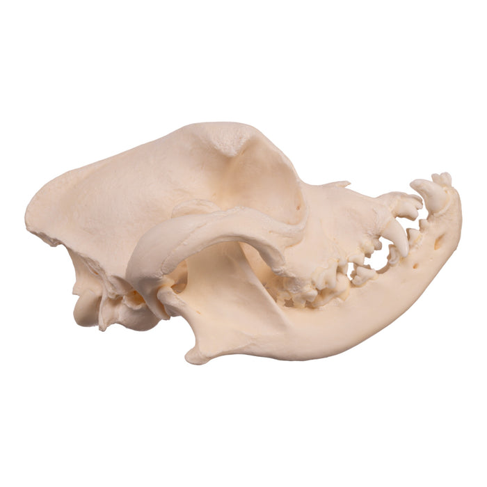 Real Domestic Dog Skull - Boxer