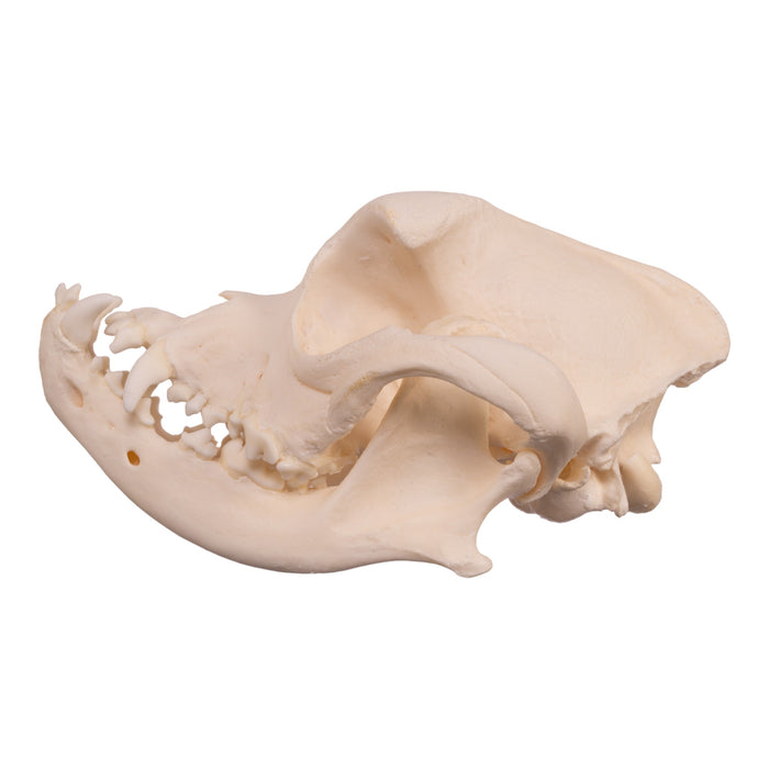 Real Domestic Dog Skull - Boxer