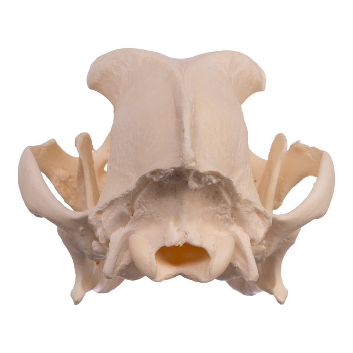 Real Domestic Dog Skull - Boxer