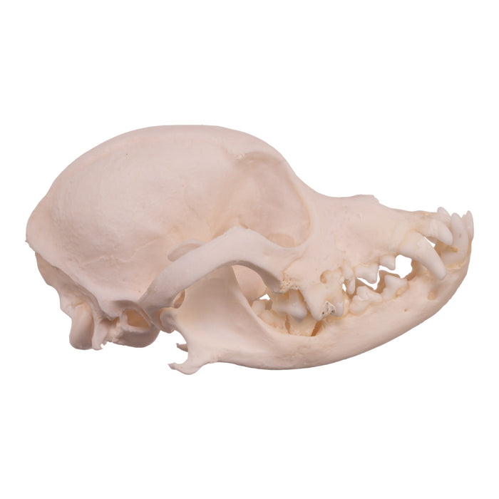 Real Domestic Dog Skull - Pekingese (Periodontal)