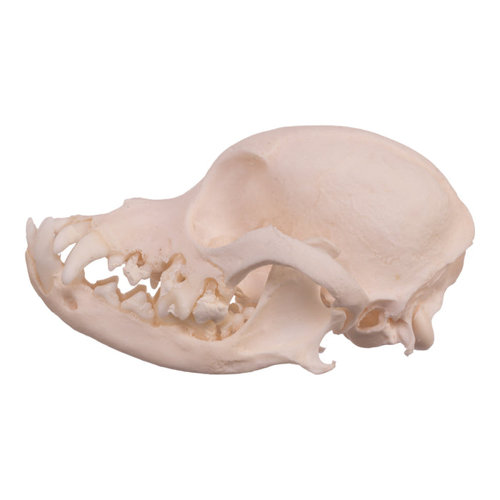 Real Domestic Dog Skull - Pekingese (Periodontal)