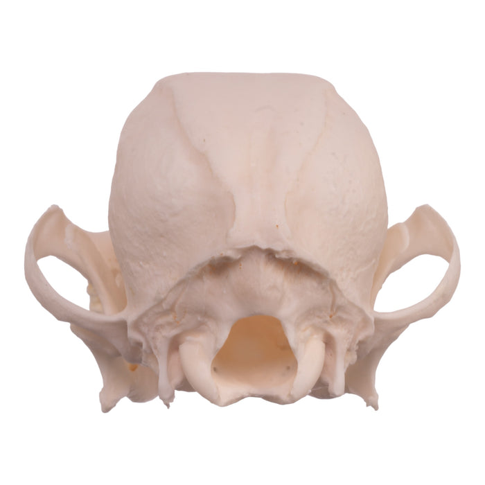 Real Domestic Dog Skull - Pekingese (Periodontal)