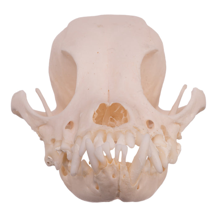 Real Domestic Dog Skull - Pekingese (Periodontal)