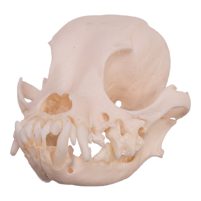 Real Domestic Dog Skull - Pekingese (Periodontal)