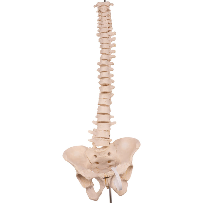 Real Human Spine