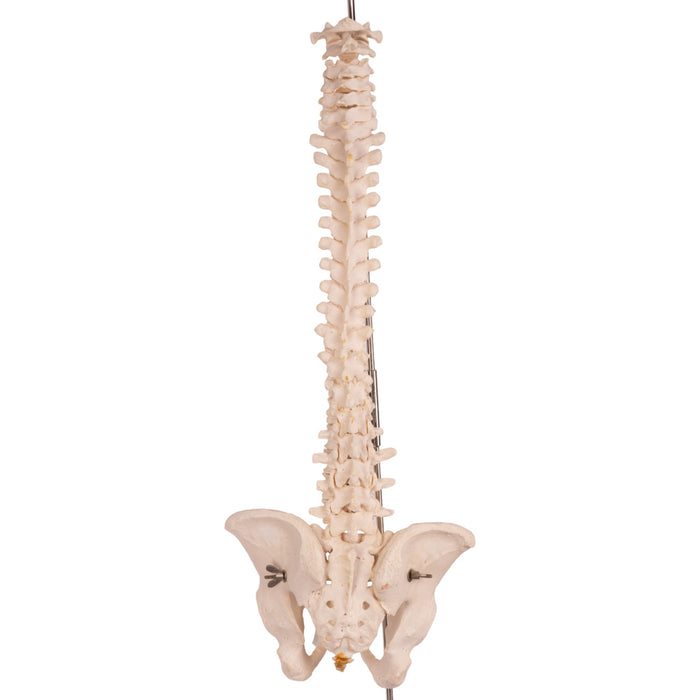 Real Human Spine