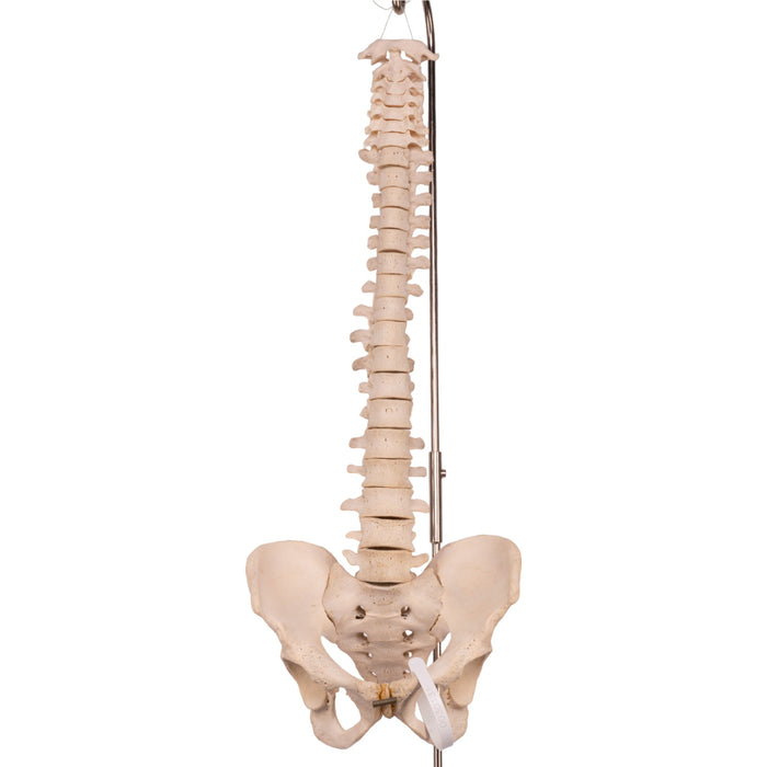 Real Human Spine