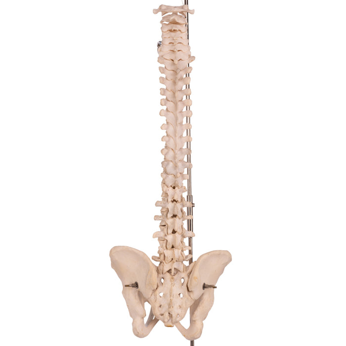 Real Human Spine