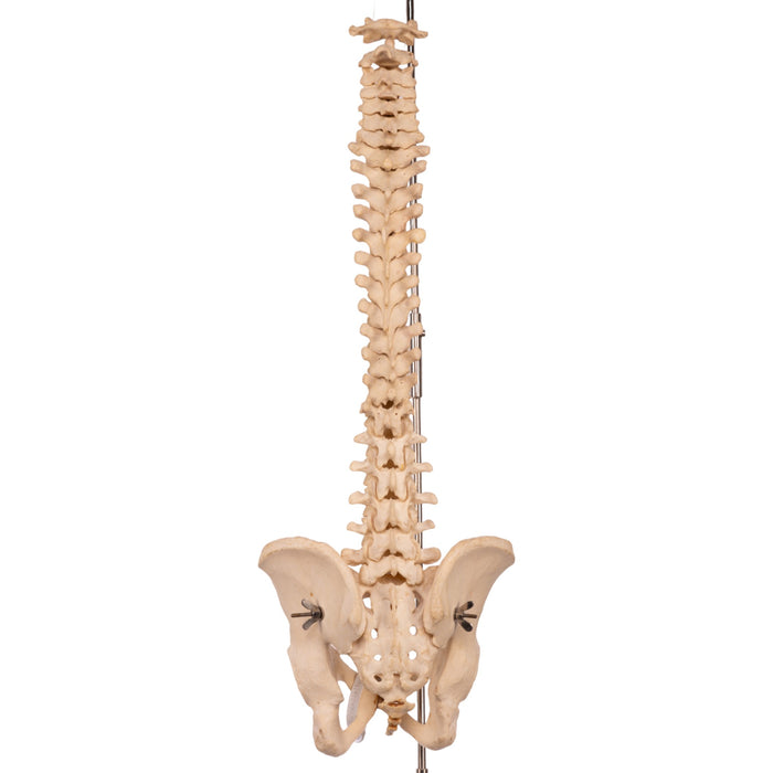 Real Human Spine