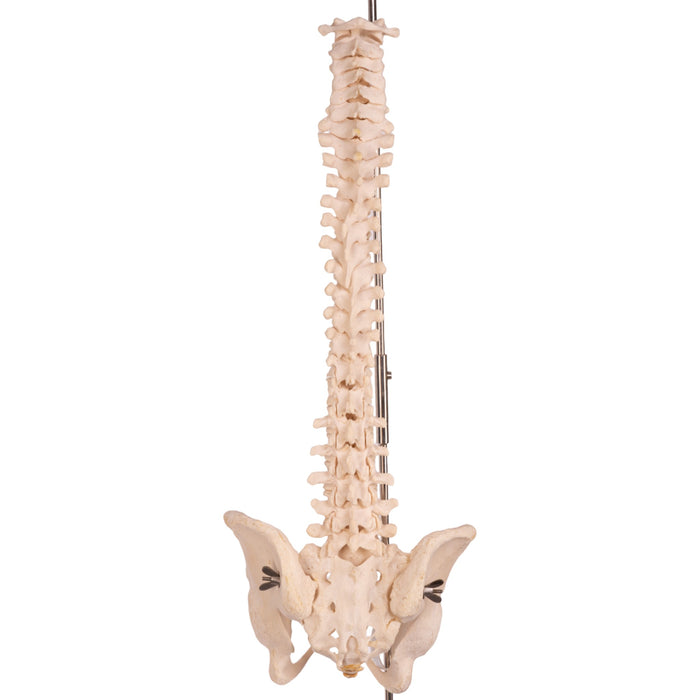 Real Human Spine