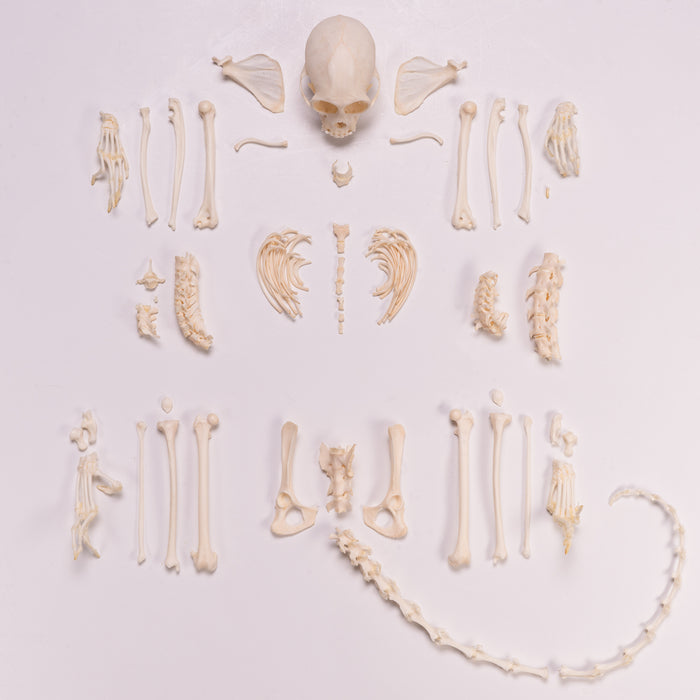 Real Tufted Capuchin Skeleton - Disarticulated Female