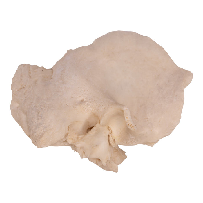 Real Human Right Temporal Bone