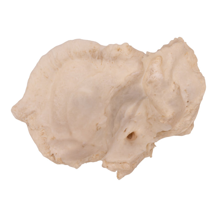 Real Human Right Temporal Bone