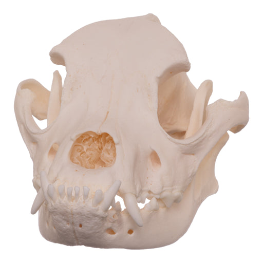 Real Domestic Dog Skull - Boxer