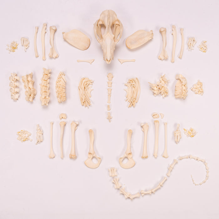 Real American Opossum Skeleton - Disarticulated