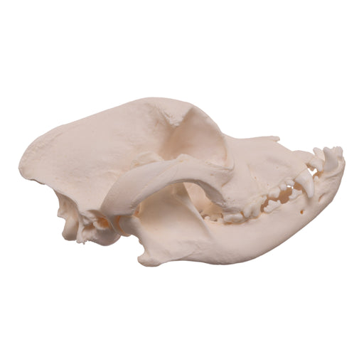 Real Domestic Dog Skull - Boxer