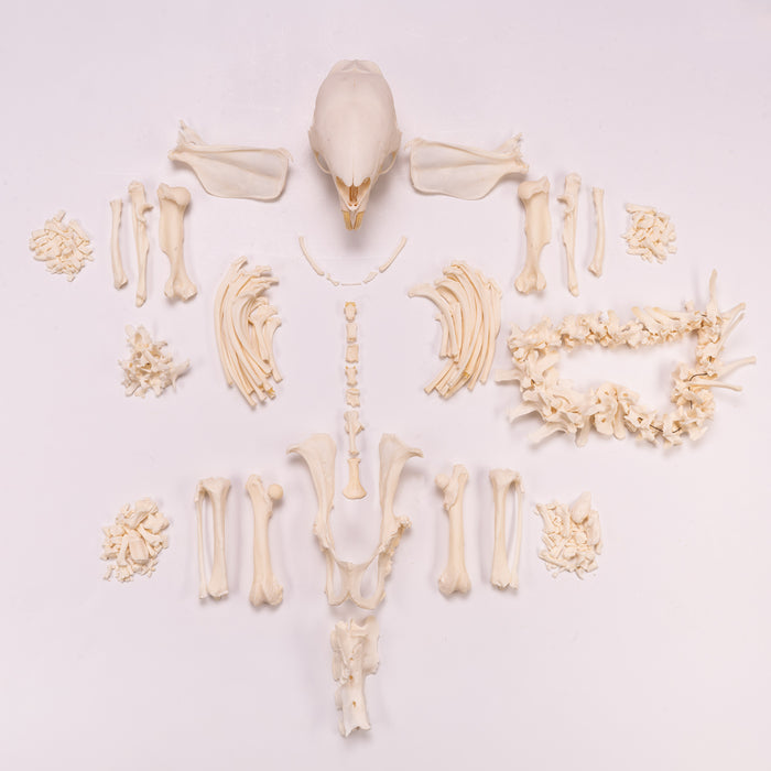 Real African Porcupine Skeleton - Disarticulated