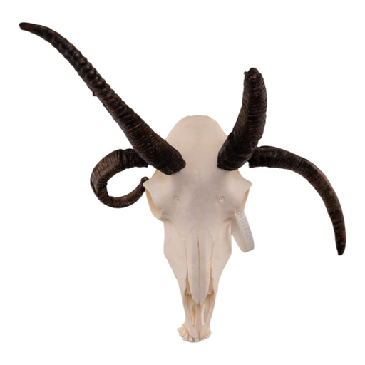 Real Four-horned Jacob Sheep Skull with Mandible