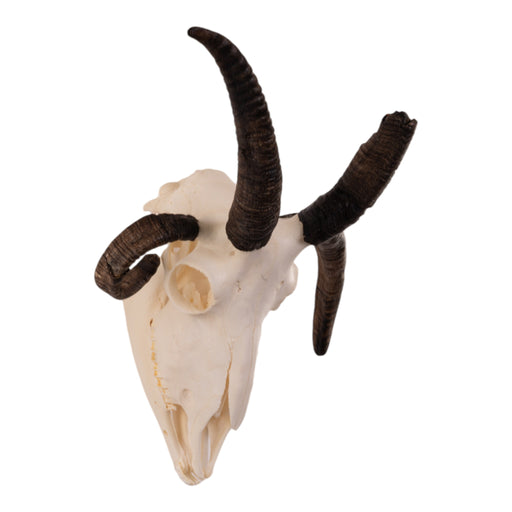 Real Four-horned Jacob Sheep Skull with Mandible