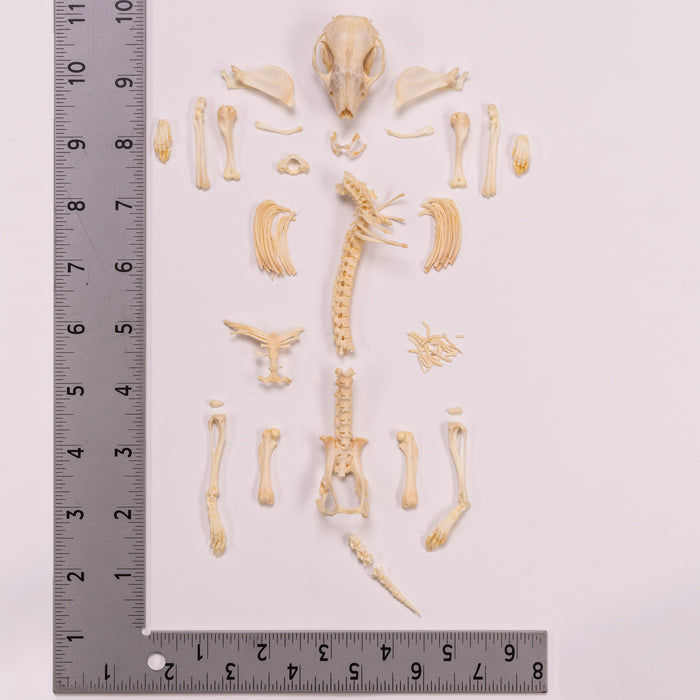 Real Hedgehog Skeleton - Disarticulated