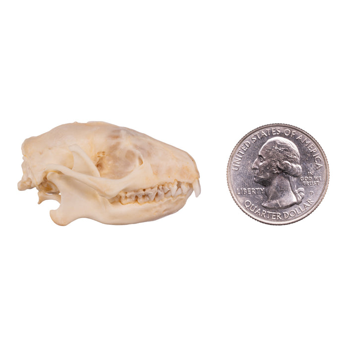 Real Hedgehog Skeleton - Disarticulated