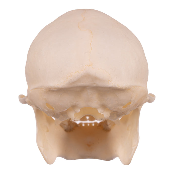 Real Tufted Capuchin Skeleton - Disarticulated Female