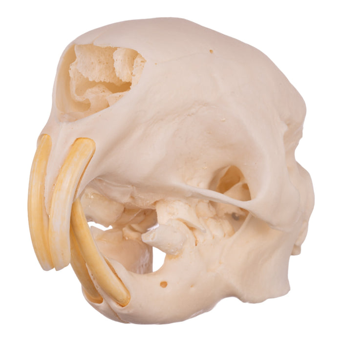 Real African Porcupine Skeleton - Disarticulated