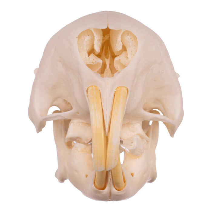 Real African Porcupine Skeleton - Disarticulated