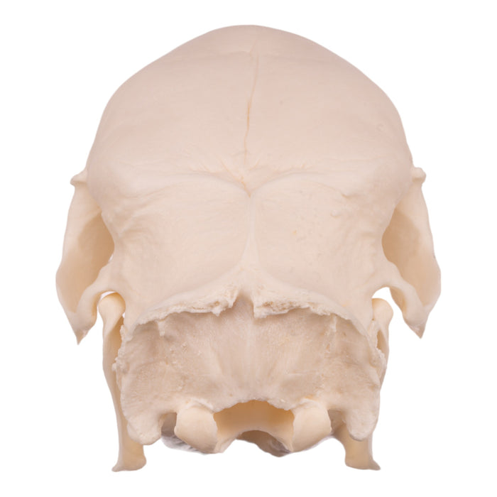 Real African Porcupine Skeleton - Disarticulated