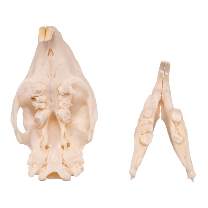 Real African Porcupine Skeleton - Disarticulated