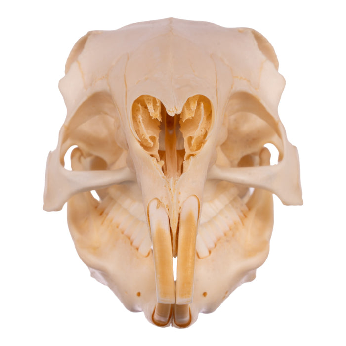 Real Patagonian Cavy Skeleton - Disarticulated