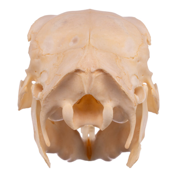 Real Patagonian Cavy Skeleton - Disarticulated