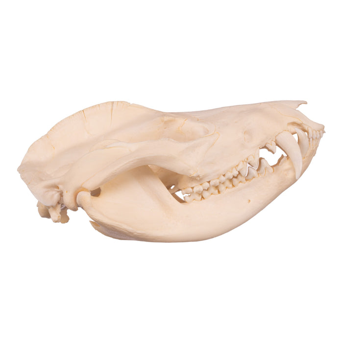 Real American Opossum Skeleton - Disarticulated