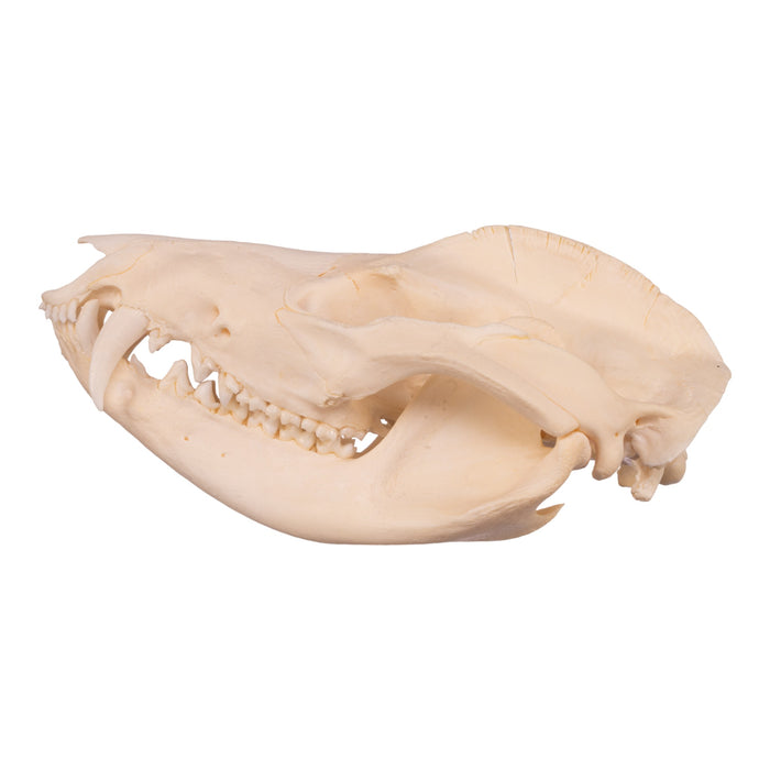 Real American Opossum Skeleton - Disarticulated