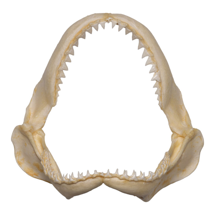 Real Sandbar Shark Jaw (9")