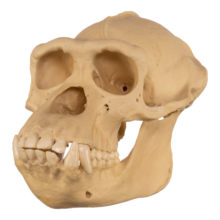 Replica Chimpanzee Skull - Male