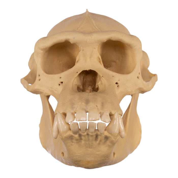 Replica Chimpanzee Skull - Male