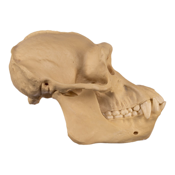 Replica Chimpanzee Skull - Male