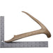 Real White-tailed Deer Antler