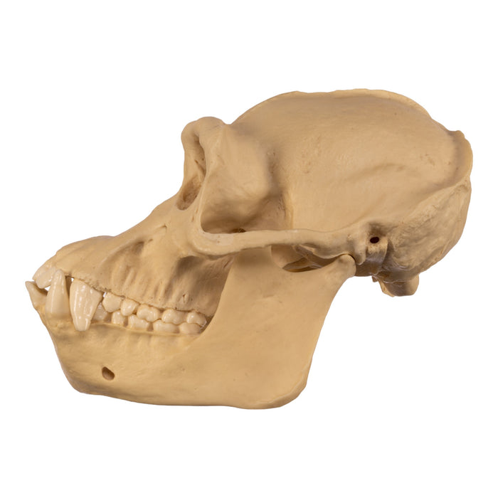 Replica Chimpanzee Skull - Male