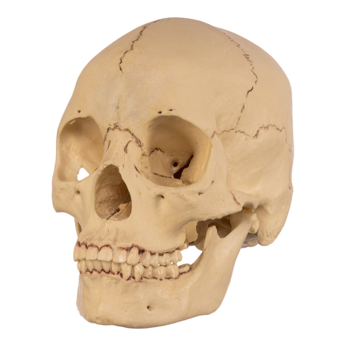 Replica Human Skull - Asian Female